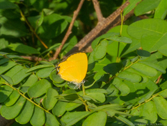 Hypomyrina