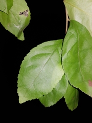 Casearia aculeata