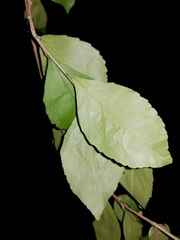Casearia aculeata