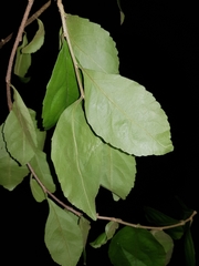 Casearia aculeata