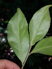 Casearia aculeata