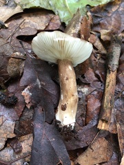 Lactarius fuliginosus