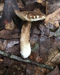 Lactarius fuliginosus