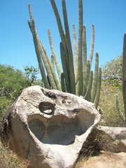 Cereus repandus