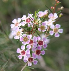 Chamelaucium uncinatum