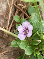 Dyschoriste microphylla