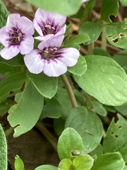 Dyschoriste microphylla