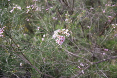 Chamelaucium uncinatum