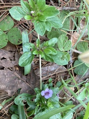 Dyschoriste microphylla