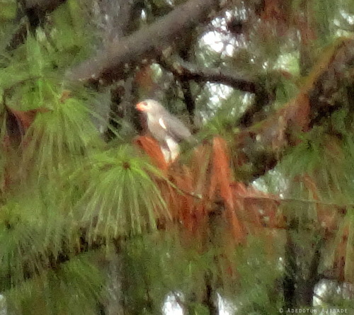 Northern Lizard Buzzard