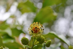 Olmediella betschleriana