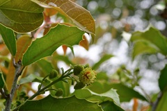 Olmediella betschleriana