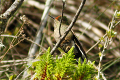 Chalcostigma herrani