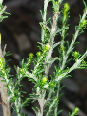Olearia minor