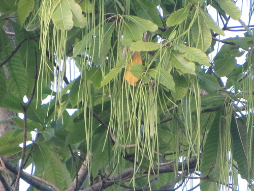 Alstonia macrophylla