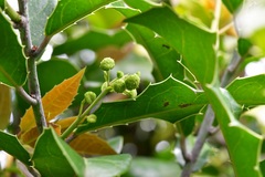 Olmediella betschleriana