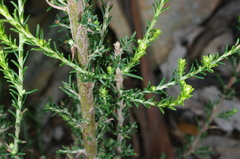 Olearia minor