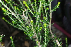 Olearia minor