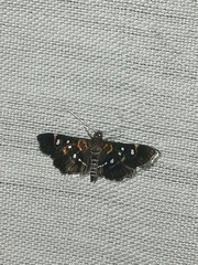 Diathrausta