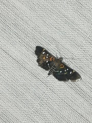 Diathrausta