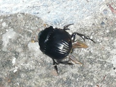 Dichotomius carolinus