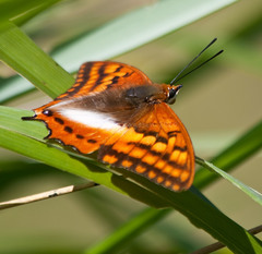 Charaxes alticola