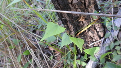 Zehneria cunninghamii