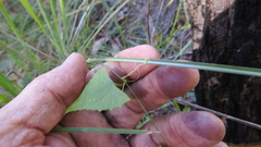 Zehneria cunninghamii