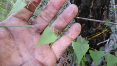 Zehneria cunninghamii