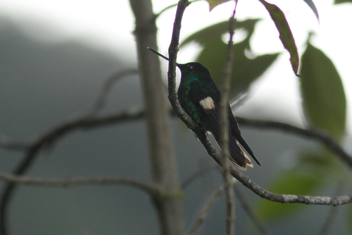 Coeligena lutetiae