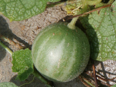 Trichosanthes scabra