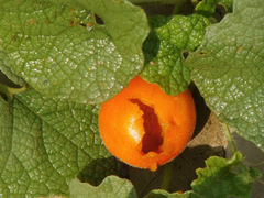 Trichosanthes scabra