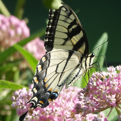 Papilio glaucus