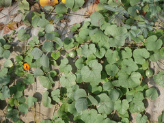 Trichosanthes scabra