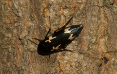Dircaea liturata