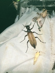 Epicauta ochrea