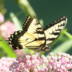 Papilio glaucus
