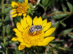 Anthophora curta