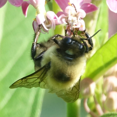 Bombus griseocollis