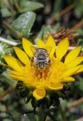 Anthophora curta