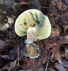 Cyanoboletus cyaneitinctus