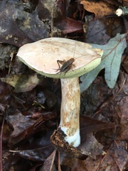 Cyanoboletus cyaneitinctus