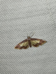 Idaea basinta