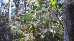 Clematis pickeringii