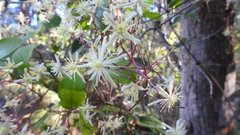 Clematis pickeringii