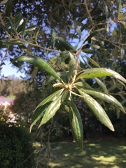 Quercus