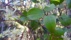Clematis pickeringii