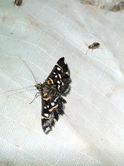 Diathrausta