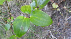 Clematis pickeringii
