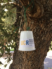 Quercus